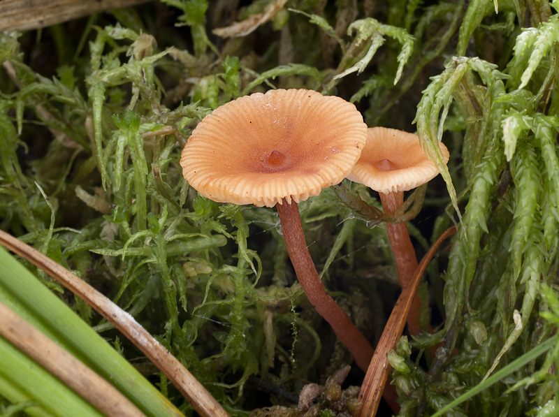 Lactarius omphaliformis